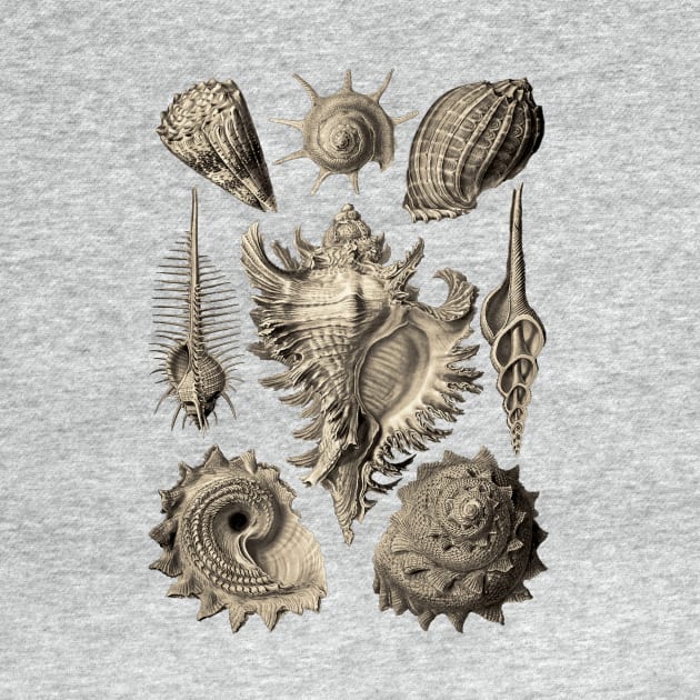 Ernst Haeckel Prosobranchia Sea Shells by Scientistudio